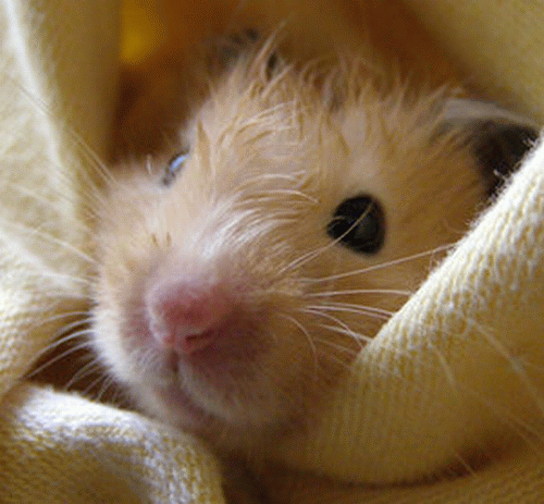 słodkie chomiczki - hammy the hamster.gif