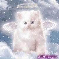 zwierzaczki - angel_kitty.gif