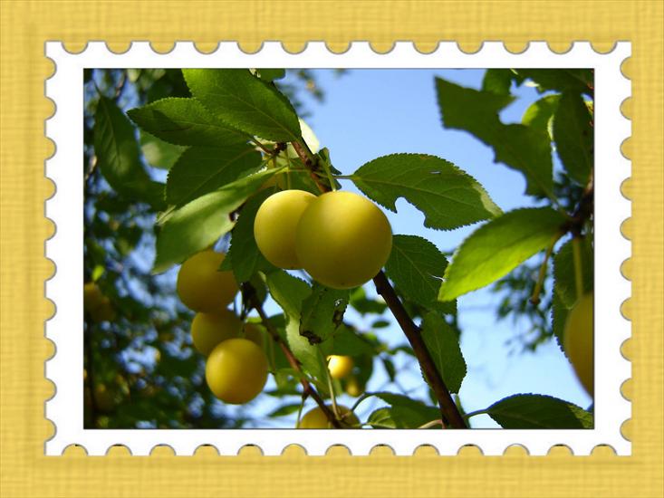 Owoce - winogrona3 3.jpg