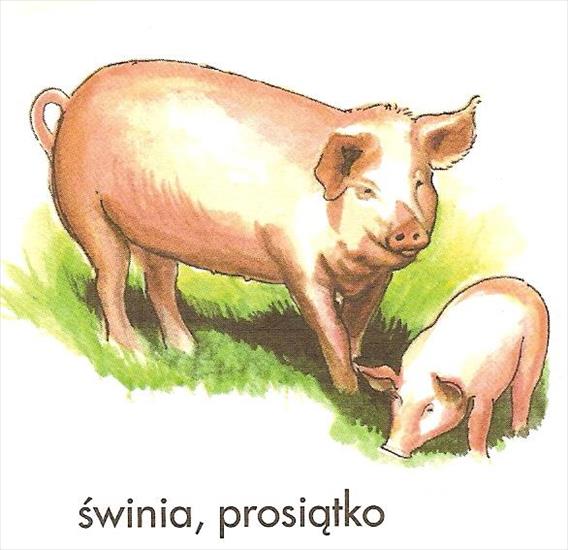 Zwierzęta - świnka.jpg