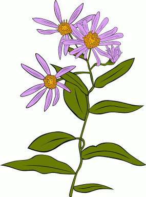 Kwiaty - Aster-Conspicuus.bmp