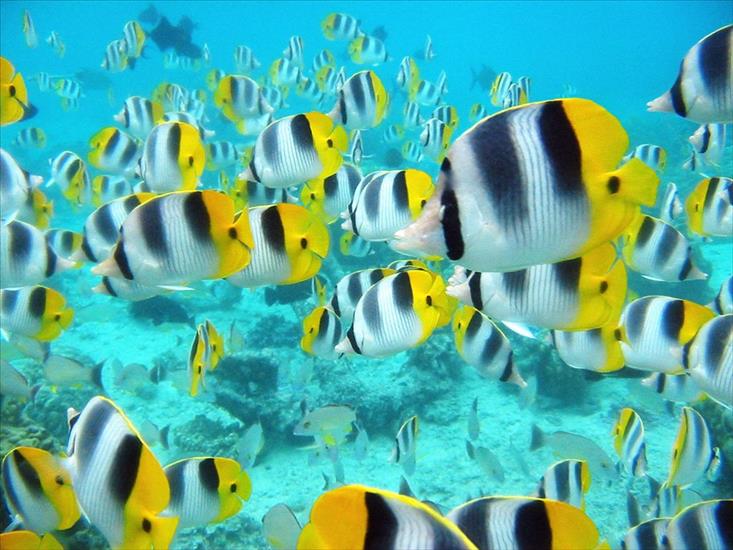 Świat oceanu - School of Tropical Fish, Tahiti.jpg