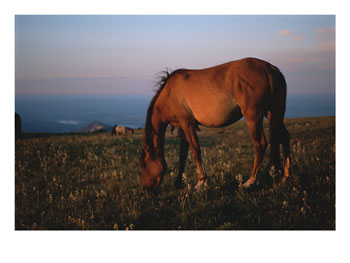 Horses - 298.jpg