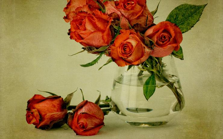 Róże - Roze_96.jpg