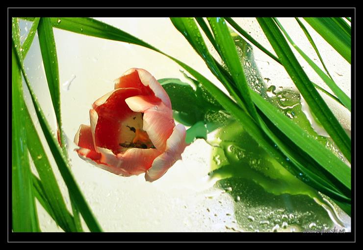 Kwiaty - tulipan_vs_woda_17.jpg