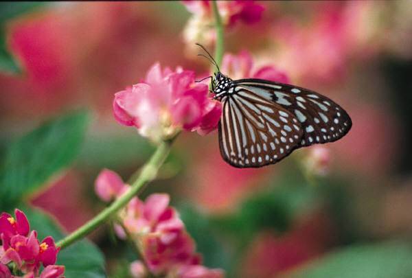 Motyle w naturze - Picture34.jpg