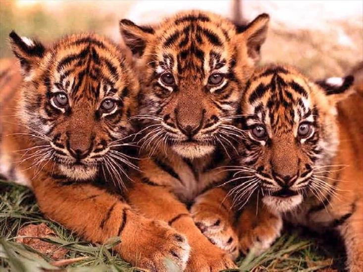koty duże - tygryski.jpg