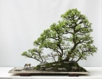 bonsai  lasy-   - 144758chineseelm2qingquanzhaory6.jpg