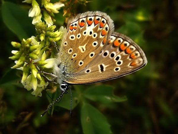Motyle w naturze - Picture24.jpg