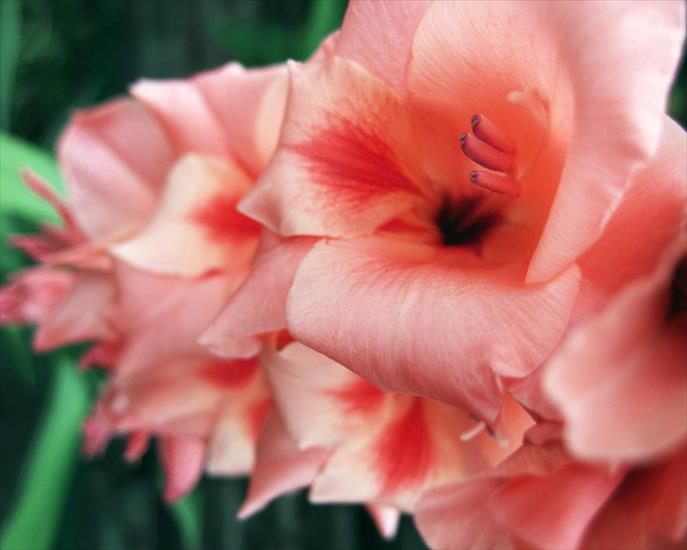 Kwiaty1 - Pink_Gladiolus_Flowers_Close-up.jpg