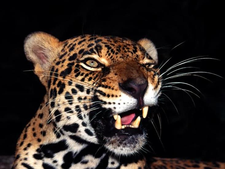 zwierzęta - Jaguar.jpg