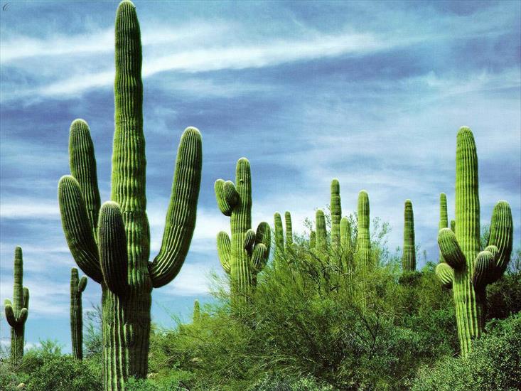 Krajobrazy - Kaktusy.JPG