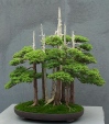 bonsai  lasy-   - 192911las_4.jpg
