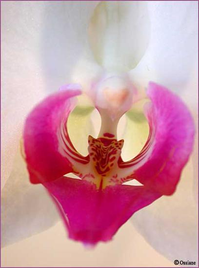 orchidea - orchidea_ice.jpg