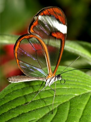 tapetki - Glasswing Butterfly4.jpg