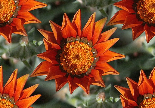 Stokrotki margaretki - orange red daisy flowers.jpg