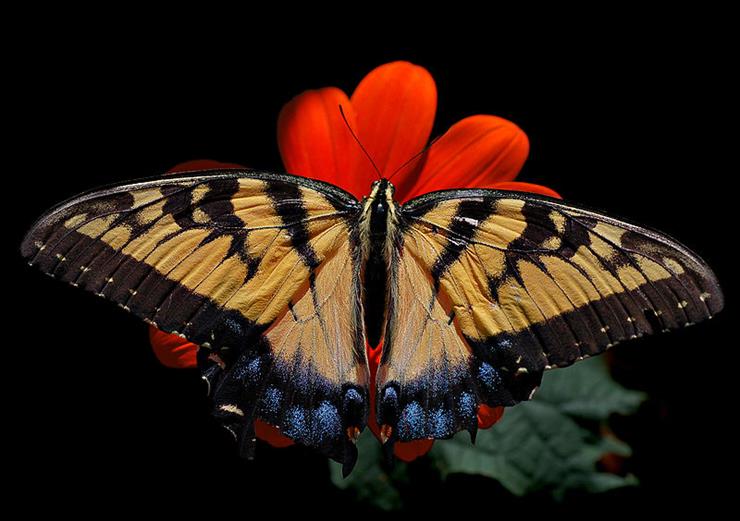 MOTYLE - Paź-Eastern_Tiger_Swallowtail_Papilio_glaucus_Female_2838px.jpg