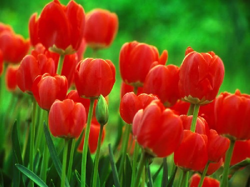 tulipany - 221.jpg