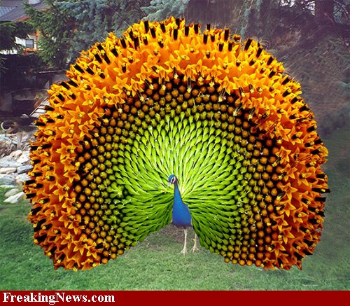 ptaki - Sunflower-Peacock--37200.jpg