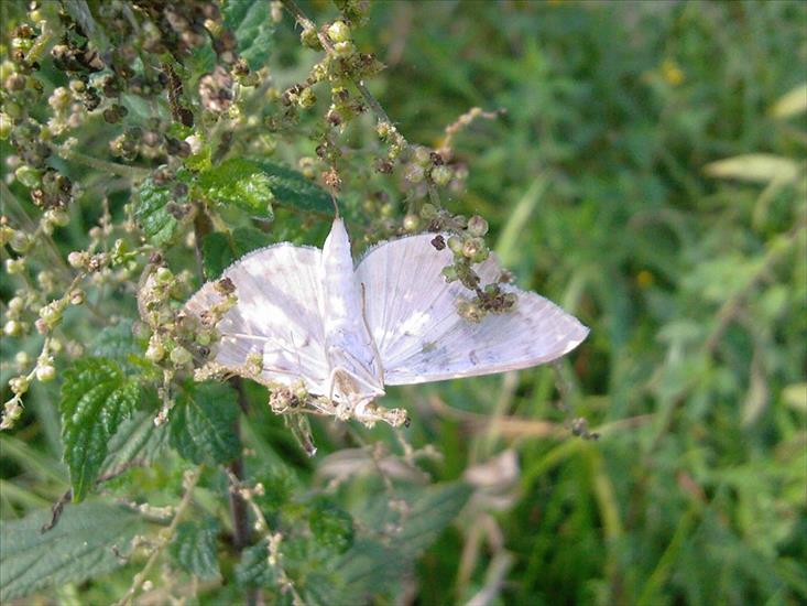Motyle na kwiatach - Zdjęcia-0049.jpg