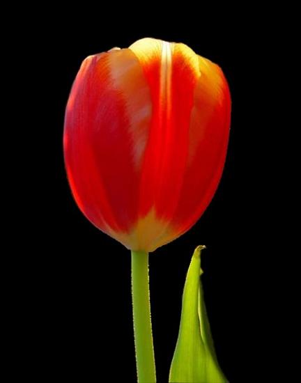 Tulipany - 247096.jpg