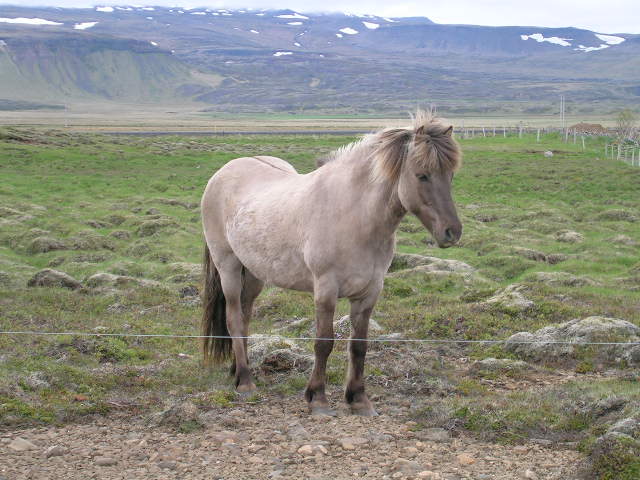 zdjęcia z Islandii - DSCN6805.JPG