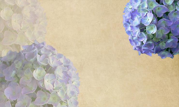 Hortensje - Hydrangea-background.png