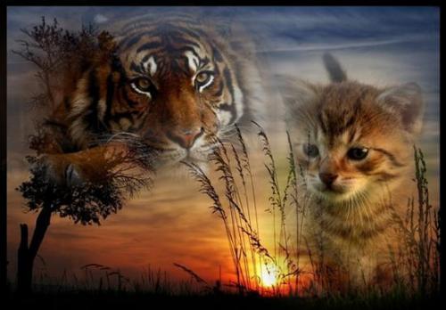obrazki zwierzęta - kot tygrys.jpg