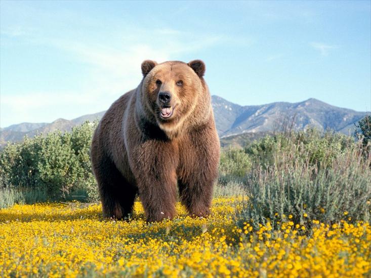 Niedźwiedzie - zwierzeta335.jpg