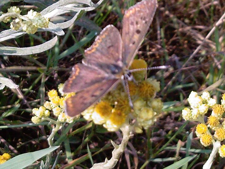  Motyle na kwiatach - Zdjęcia-0031.jpg