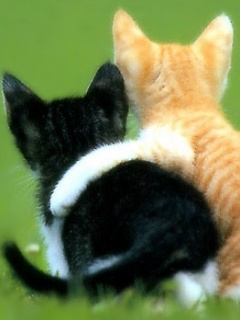 Zwierzęta - Cats_In_Love.jpg