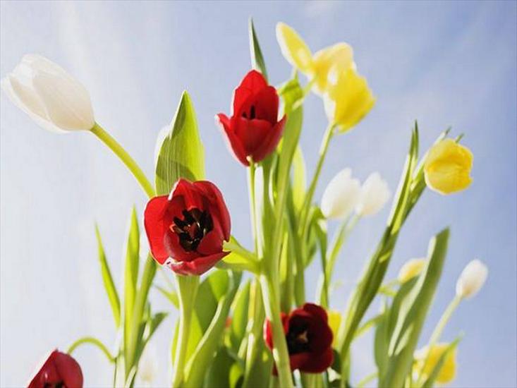 Tulipany - tulipany 1.jpg