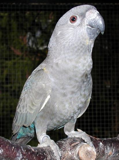 Piękne papużki - Rueppell-papagei.jpg