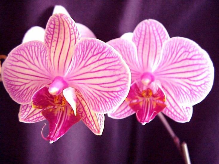 Kwiaty - różne - orchidees0014.jpg