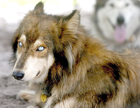 Wilcza Galeria - Wolf-dog-hybrid-picture.jpg