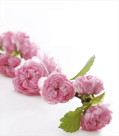 Flower Miniatures - 07.jpg