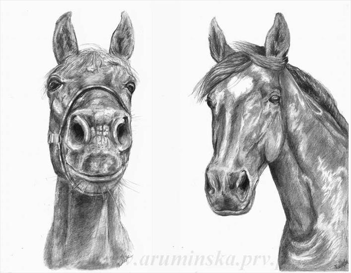 rysunek konia - konie2.jpg