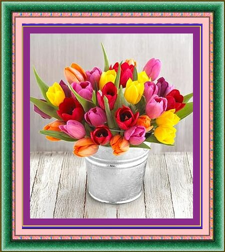 tulipany - tc.jpg