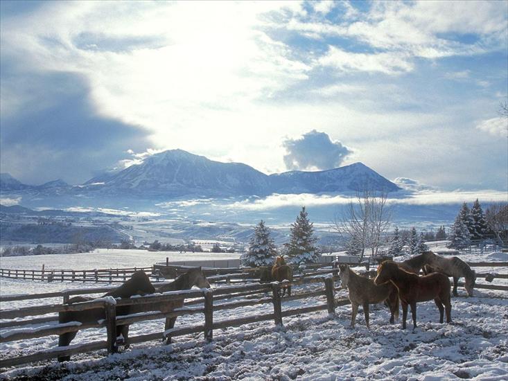 Krajobrazy - Country Winter, Arabians.jpg