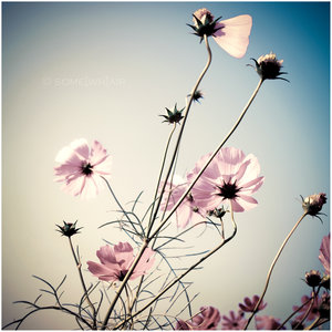 07 - Spring_Ladies_by_Hantenshi.jpg