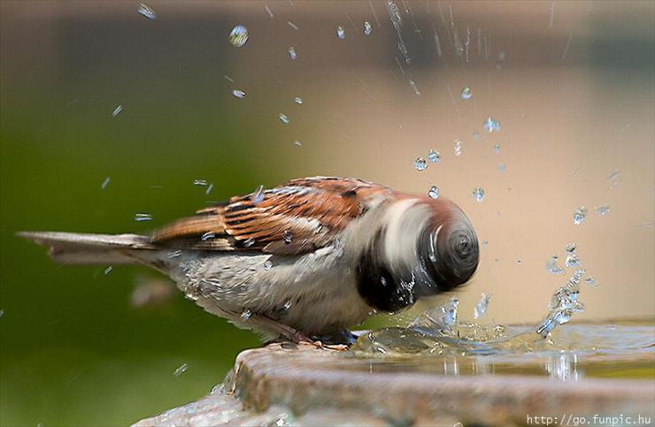 obrazki zwierzęta - pijący ptak.jpg