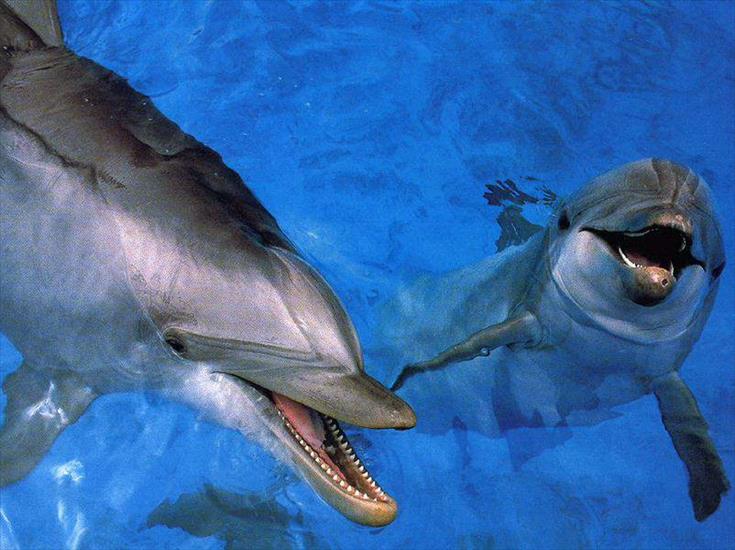 Delfiny,Orki - delfin.jpg