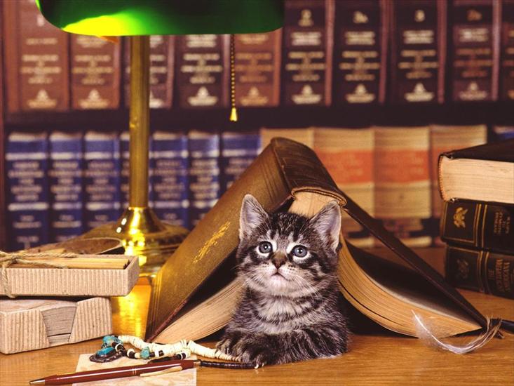 Zwierzęta - cat_Books.jpg