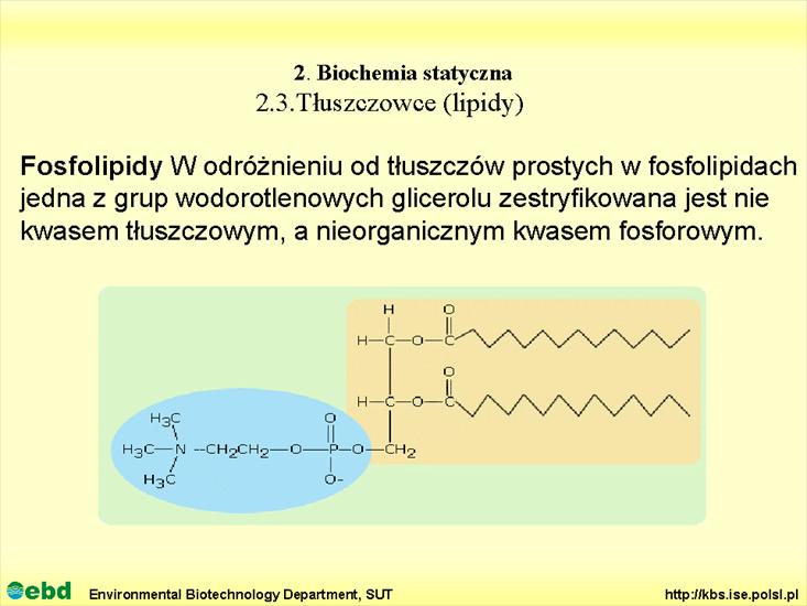 BIOCHEMIA 2 - biochemia statyczna - Slajd38.TIF