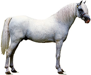 Horses - 4.jpg