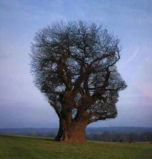 najdziwniejsze drzewa świata - 412085acdb2b534b28b0a5c.jpg