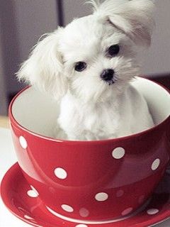 Tapety na komórkę - Cup_Of_Puppy.jpg