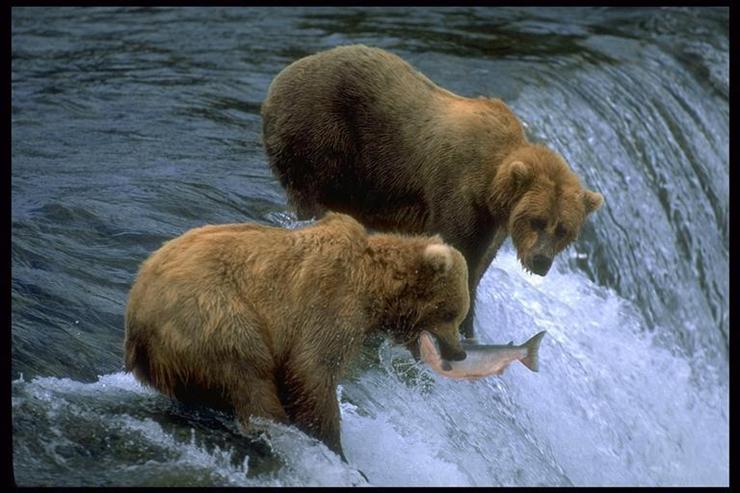 Niedźwiedź brunatny - bears1.jpg