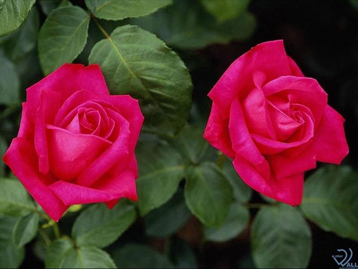 róże - Roses_31.jpg