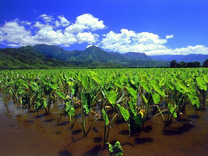 Stany Zjednoczone - Taro Fields of Hanalei, Kauai1600x1200.jpg